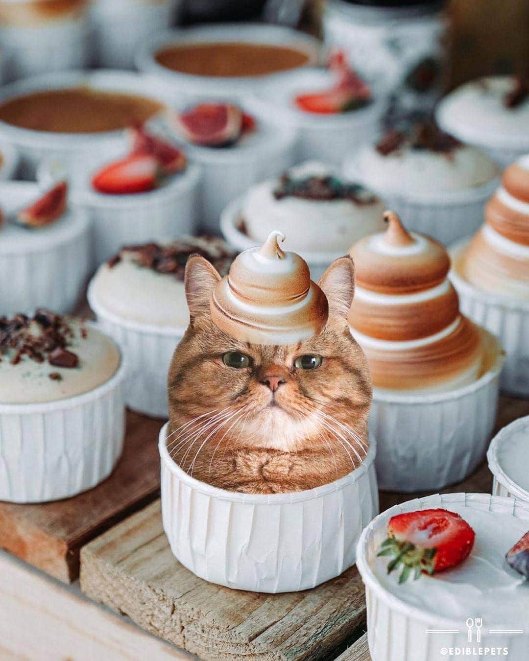 寅次郎（とらちゃん）さんのインスタグラム写真 - (寅次郎（とらちゃん）Instagram)「☆ Thank you so much, amazing art by @ediblepets . How about tora cupcakes for desserts?🐅🍰 . ランチのデザートにふわふわのカップケーキはいかがかにゃ？ . ストーリーにもアップしたけど可愛いのでこっちにも💓 . #可愛いの大好き . #torajiroartwork #cat #cute #meow #貓 #ねこ #エキゾチックショートヘア #サンデイ #無敵の親バカ同盟 #猫のいる暮らし #にゃんすたぐらむ #ペコねこ部」8月20日 12時43分 - torachanthecat
