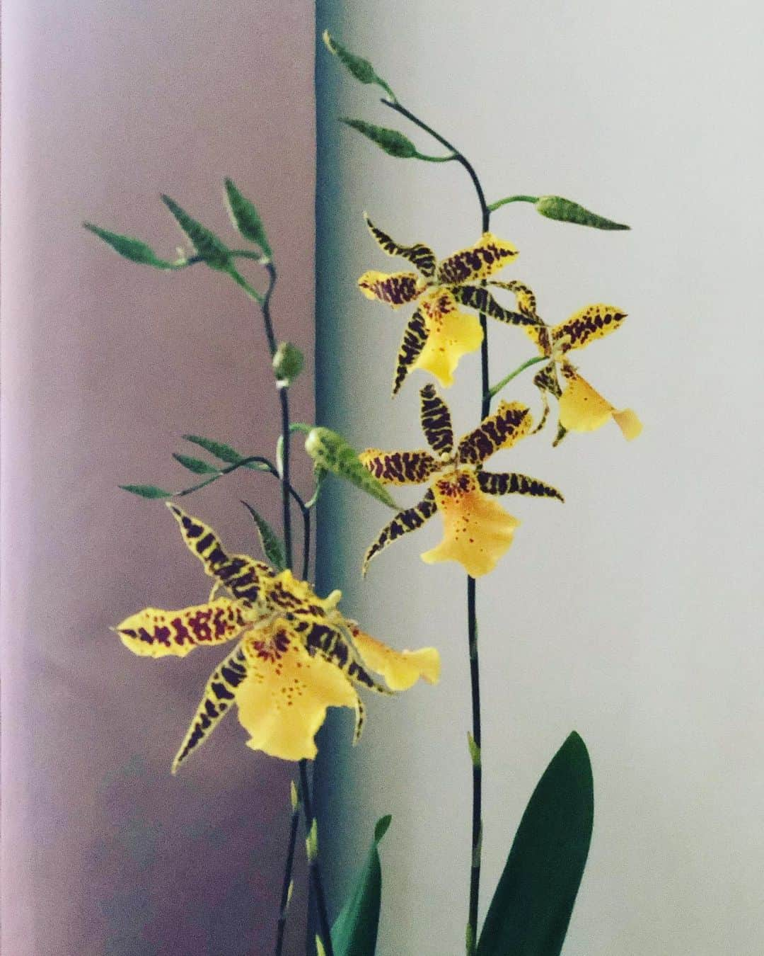 ザックポーゼンさんのインスタグラム写真 - (ザックポーゼンInstagram)「Flowers at home. Thank you @zezeflowers」8月20日 12時44分 - zacposen