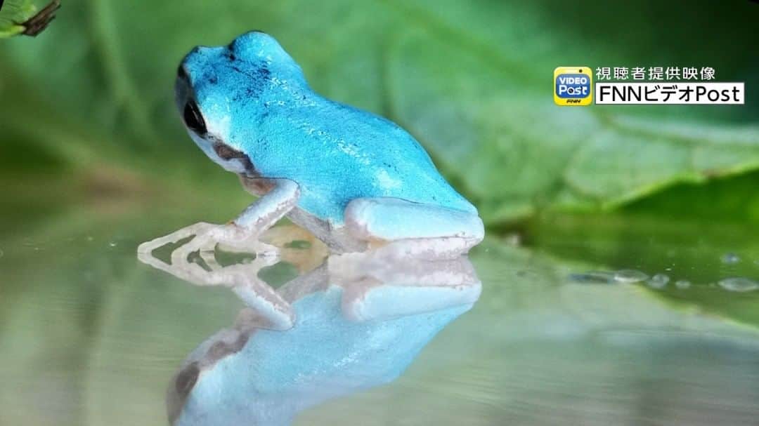 フジテレビ「FNNビデオPost」のインスタグラム：「「ブルーFLAG」さんから、「水色のカエル」の映像が届きました。 トップページのURLからご覧いただけるビデオPostギャラリーにて、約1カ月間、掲載中です！ #FNNビデオPost #水色のカエル #青いカエル #かえる #生き物 #きれい #かわいい #カエル #frog #bluefrog」