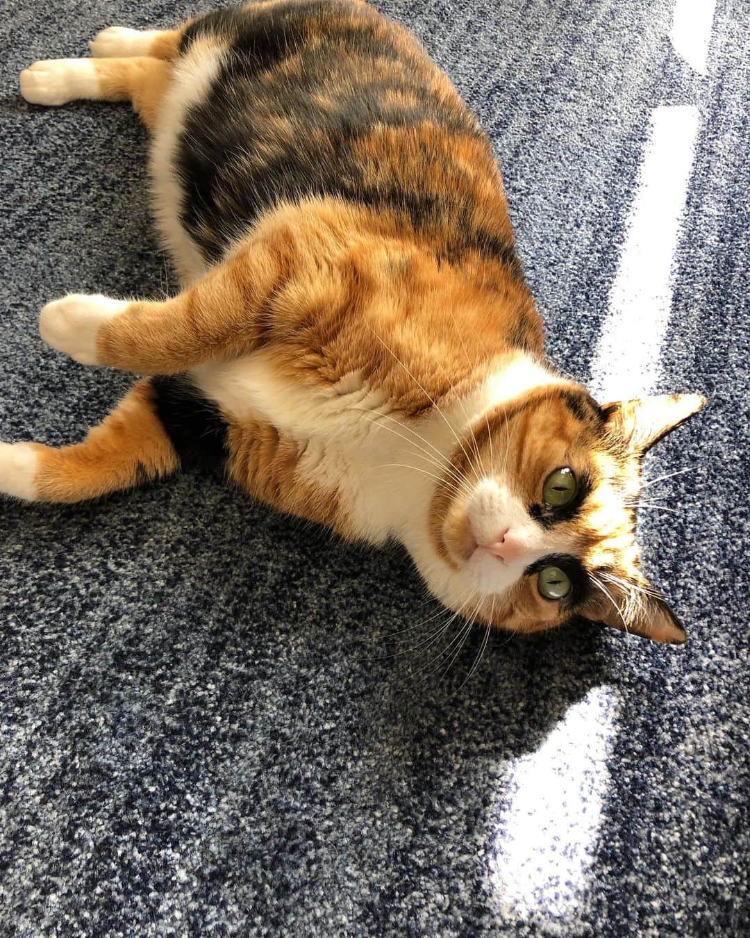 リリーのインスタグラム：「I always find that little streak of sunshine ☀️」