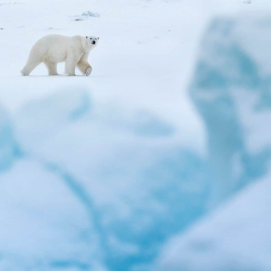 National Geographic Travelさんのインスタグラム写真 - (National Geographic TravelInstagram)「Photo by @daisygilardini | Hunting among the icebergs. Polar bears are at the top of the Arctic food chain, and are the only truly carnivorous bears. Seals make up 90 percent of their diet. They fear no other species — except humans. Polar bear lives are broken into two seasons. The first is winter, the feasting season, when bears hunt seals while roaming on the pack ice. And then there is summer, the fasting season, when the absence of ice pushes the bears onto land, with scarce food sources. Follow me @DaisyGilardini for more images and stories behind the scene #bear #polarbear #wildlifephotography #svalbard #norway #climatechange」8月20日 13時03分 - natgeotravel