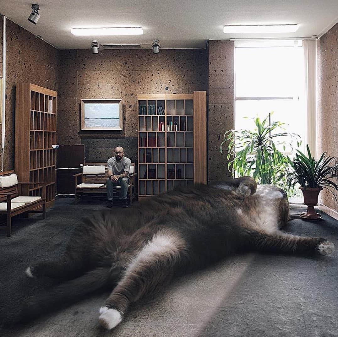 9GAGさんのインスタグラム写真 - (9GAGInstagram)「If cats were gigantic By @odnoboko - #cats #photoshop #9gag」8月20日 13時04分 - 9gag