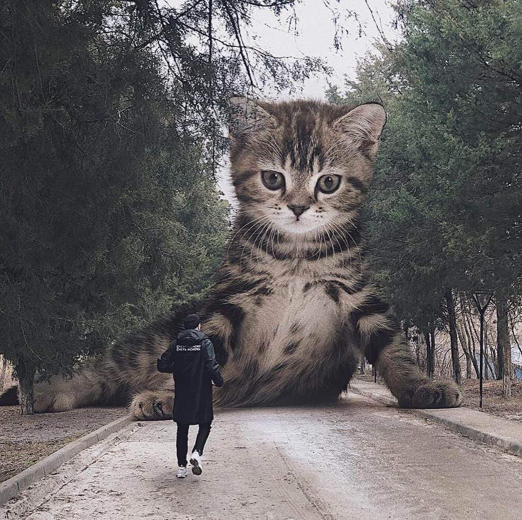 9GAGさんのインスタグラム写真 - (9GAGInstagram)「If cats were gigantic By @odnoboko - #cats #photoshop #9gag」8月20日 13時04分 - 9gag