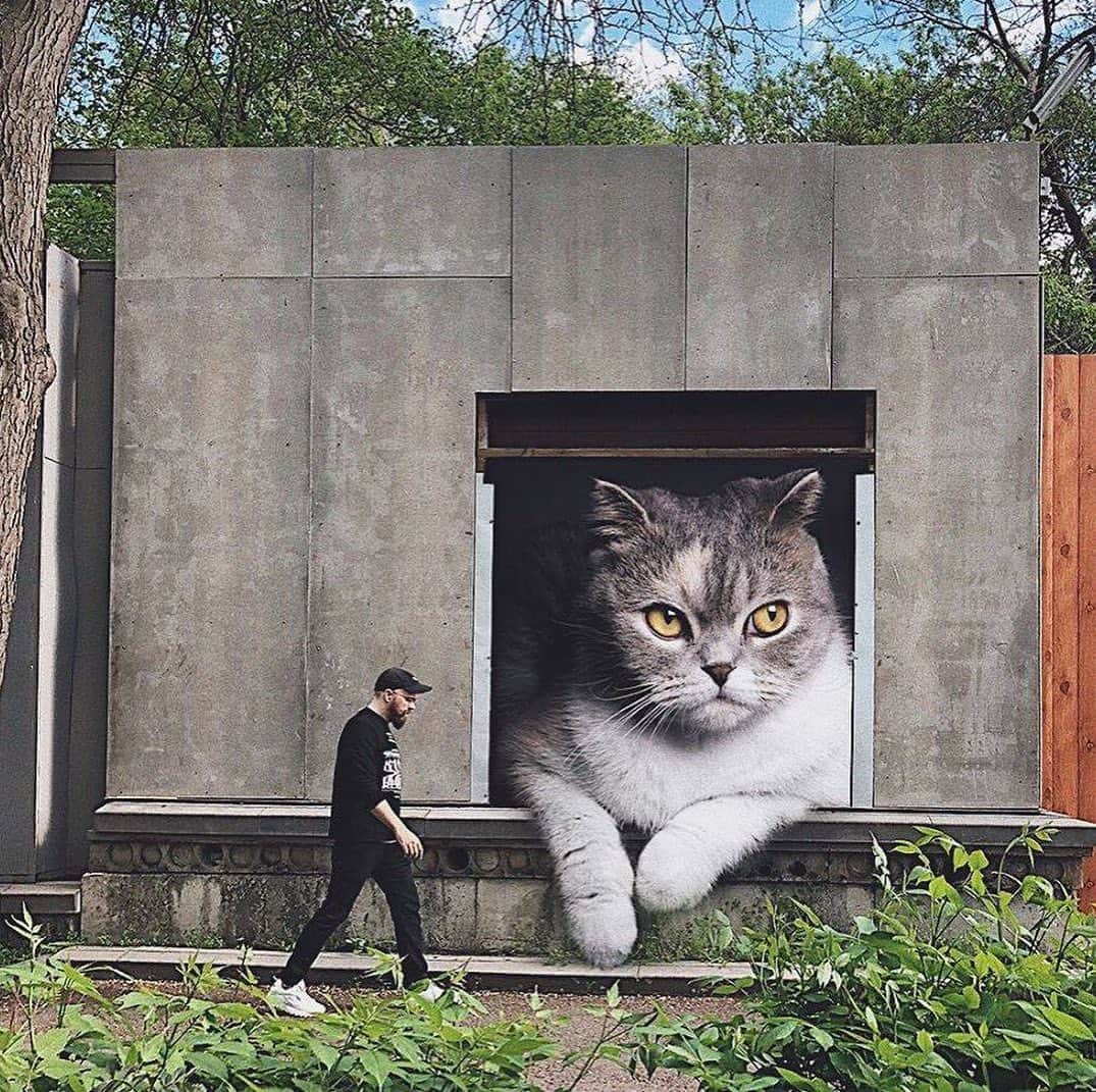 9GAGさんのインスタグラム写真 - (9GAGInstagram)「If cats were gigantic By @odnoboko - #cats #photoshop #9gag」8月20日 13時04分 - 9gag