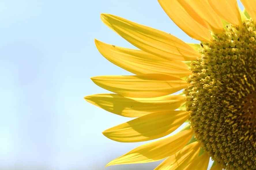 かっぱさんのインスタグラム写真 - (かっぱInstagram)「. . 先日、ひまわり畑に行ってきました🌻 花びらが太陽の光で透けているようで、綺麗でした☀️ 日差しがジリジリ、暑かったです😵🌀 . . #ひまわり #ひまわり畑 #向日葵 #夏 #植物 #花  #sunflower #sunflowerfield #japan #plant #plants」8月20日 13時06分 - kappa_83