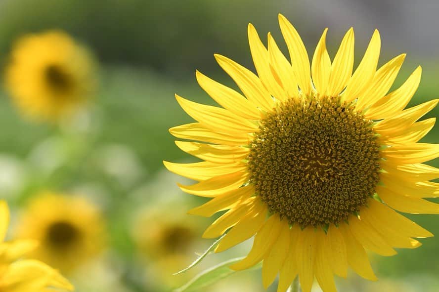 かっぱのインスタグラム：「. . 先日、ひまわり畑に行ってきました🌻 花びらが太陽の光で透けているようで、綺麗でした☀️ 日差しがジリジリ、暑かったです😵🌀 . . #ひまわり #ひまわり畑 #向日葵 #夏 #植物 #花  #sunflower #sunflowerfield #japan #plant #plants」