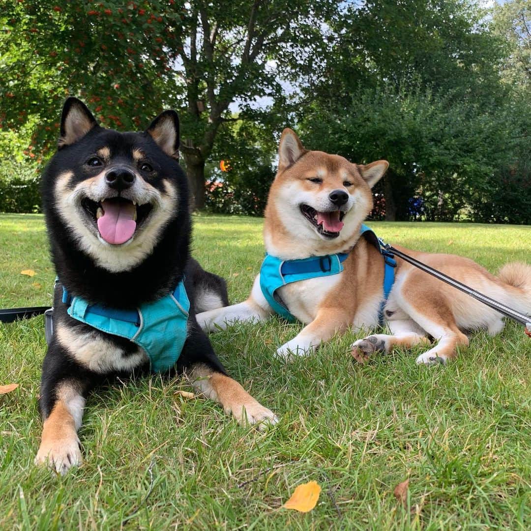 ?Fricko the Shiba Inu?のインスタグラム：「Tired doggos are happy doggos😆 🐾 🐾 🐾 #FrickoandKeaton #🐶 #☀️ #shiba #shibainu #dog #柴犬 #赤柴 #黒柴  #adorable #shibalovers #shibaholics  #dogoftheday  #weeklyfluff #aww #dogstagram  #dogscorner #puppiesofinstagram #shibapuppy」
