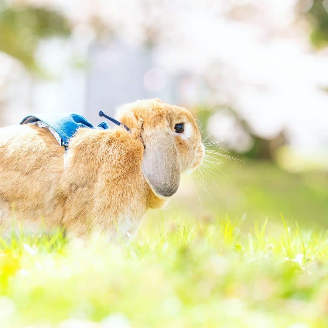 のインスタグラム：「黄昏みーちゃん🐰 もう毎日湿気と暑さで死にそう😭 はやいもので  #うさぎしんぼる展in浦和 も残すところあと1日！ 無事もふもふ戦士アクキーも完売したので、新作第二弾作ろうと思います😂 ＊ ＊ ＊ #うさぎ #rabbit #bunny #ふわもこ部  #WeeklyFluff #igersjp  #tokyocameraclub #東京カメラ部  #神戸カメラ部  #bunnystagram  #うさぎ部 #ホーランドロップ #hollandlop  #ファインダー越しの私の世界 #art_of_japan #aoj_bokeh」