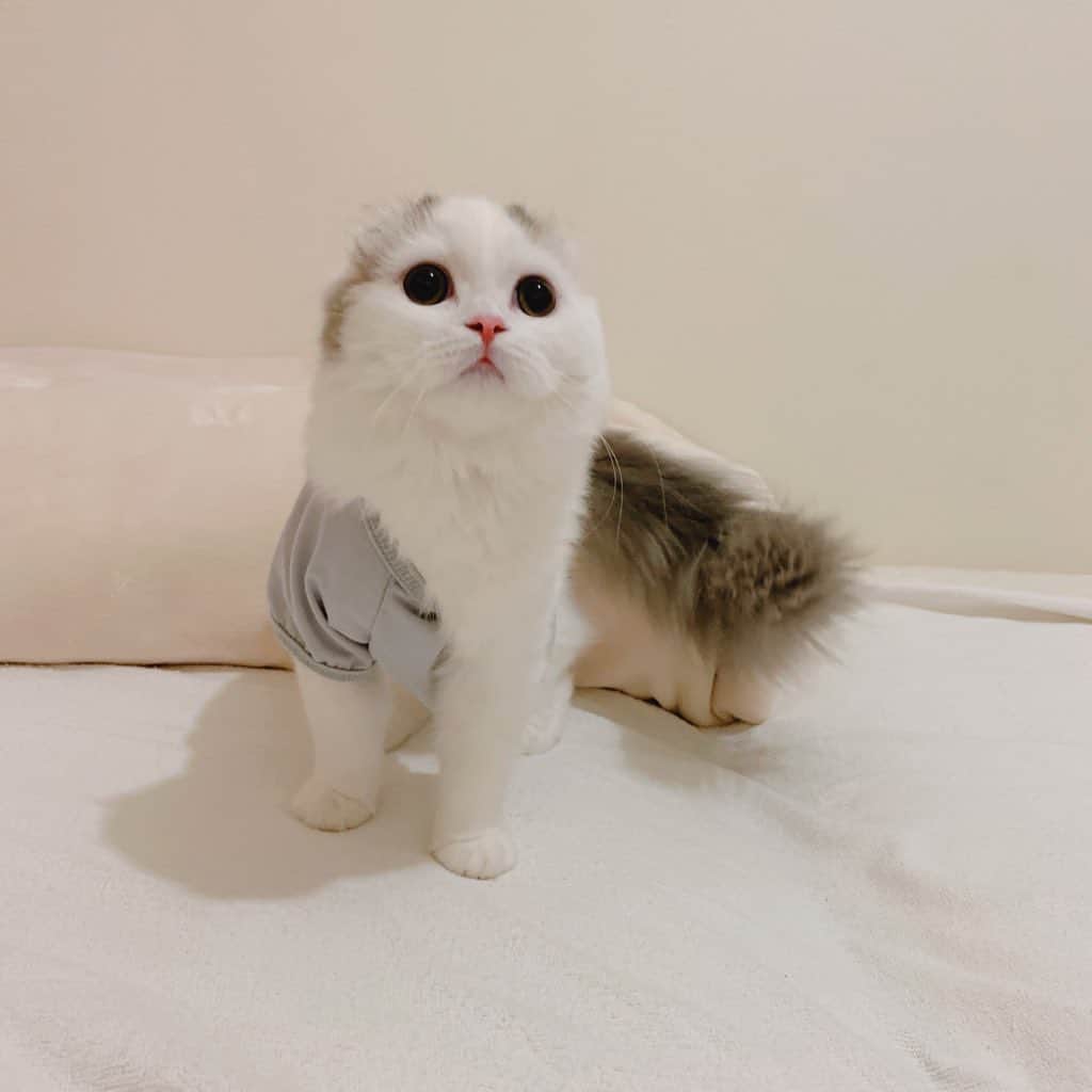 のんたのインスタグラム：「遠山の金さんになったぱんちゃん🤣 真っ白だけど桜吹雪見せてるつもり🤣 ・ #scottishfold #catstagram_japan #catsofinstagram #cats_of_instagram#catoftheday #ilovemycat #bestmeow #catlover #cutecat #kittensofinstagram #cute #スコティッシュフォールド#遠山の金さん」