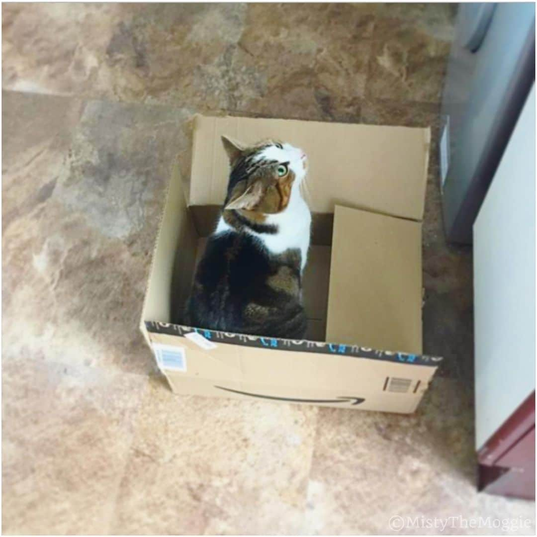 Misty The Moggieさんのインスタグラム写真 - (Misty The MoggieInstagram)「I found a box! ...Inspection is complete, I don’t need it anymore now.」8月20日 22時38分 - mistythemoggie