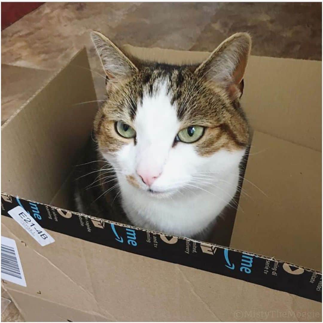 Misty The Moggieのインスタグラム：「I found a box! ...Inspection is complete, I don’t need it anymore now.」