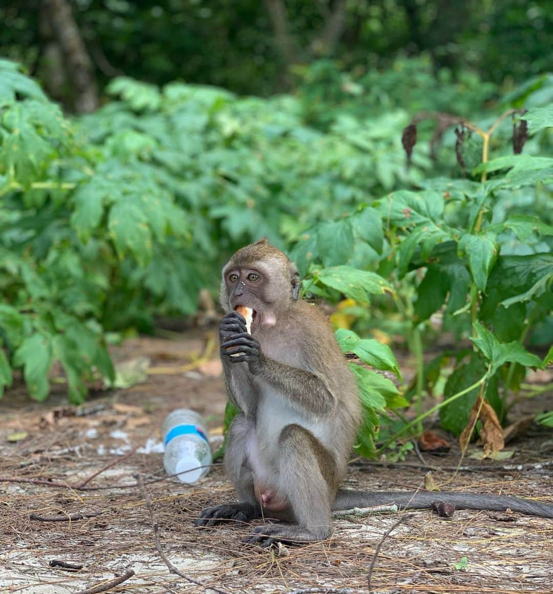 ダソム さんのインスタグラム写真 - (ダソム Instagram)「🐒🐒🐒🐒🙊😍❤️내꺼 하 -자/」8月20日 22時39分 - som0506