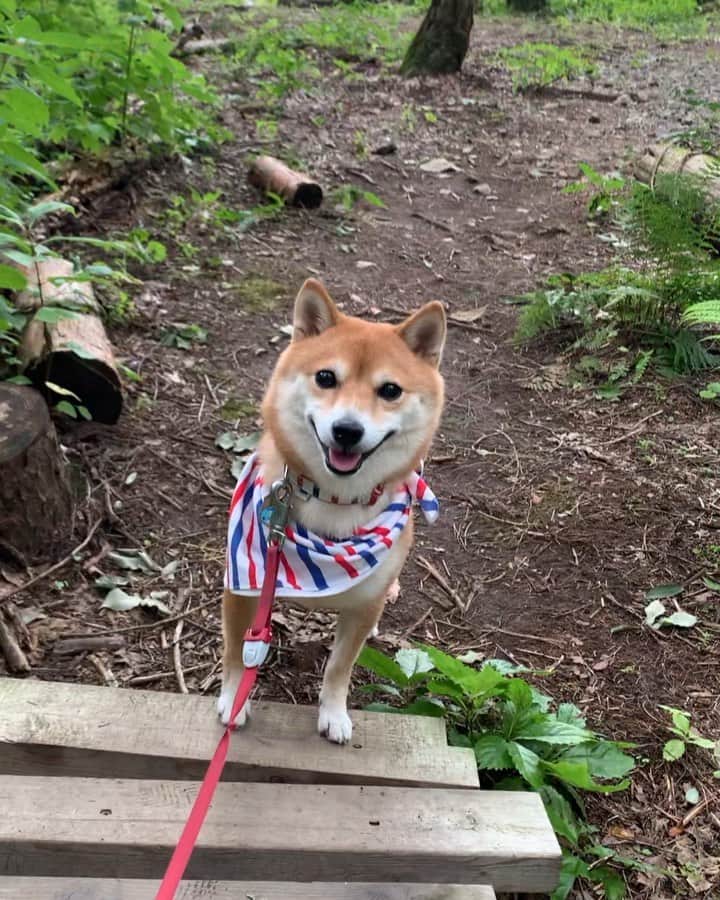 豆柴 サニーちゃんのグルメインスタ