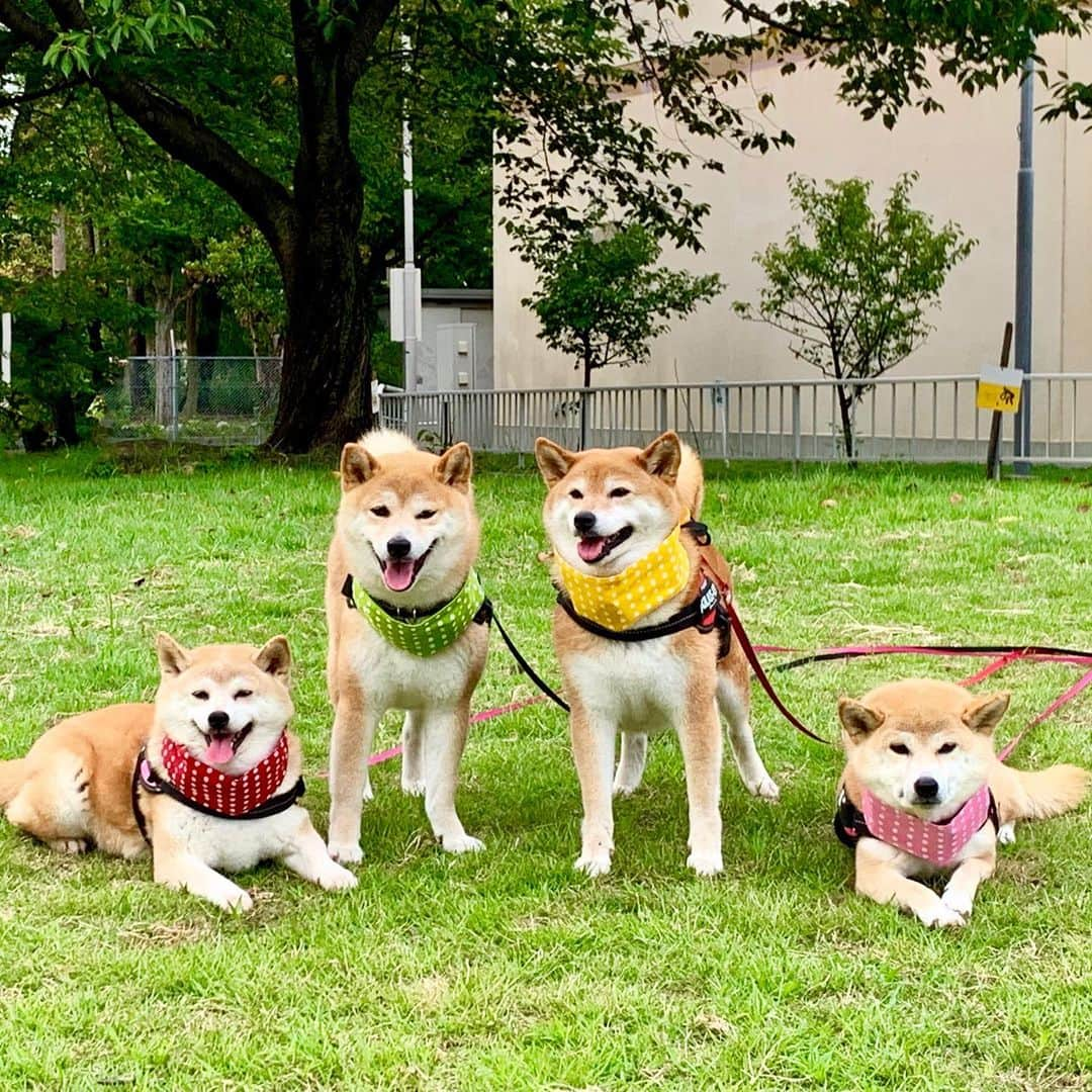 linnmamaさんのインスタグラム写真 - (linnmamaInstagram)「カラフルクールバンダナ隊参上‼️〜スワイプしてね😊〜昨日、写真展にご一緒したダイヤとしずくママさん @daiyatoshizuku から、4柴たちにクールバンダナをいただきました🎁〜①カラフルクールバンダナ隊(ネーミングも@daiyatoshizuku ママさん)初登場💖〜②ひとりずつサイズと色をきいていただいたので、ハーネスの色とのバランスで選ばせていただきました💕〜ダイヤとしずくママさん御用達の  @aricco129 さんのバンダナ、すっごく可愛い💕〜まだまだ暑い凜家地方、クールバンダナが大活躍してくれそうです😍〜ダイしーママさん、どうもありがとうございました🙇‍♀️ #柴犬#dog#柴犬凜の勇気凜々every day#shibastagram」8月20日 22時48分 - linnmama