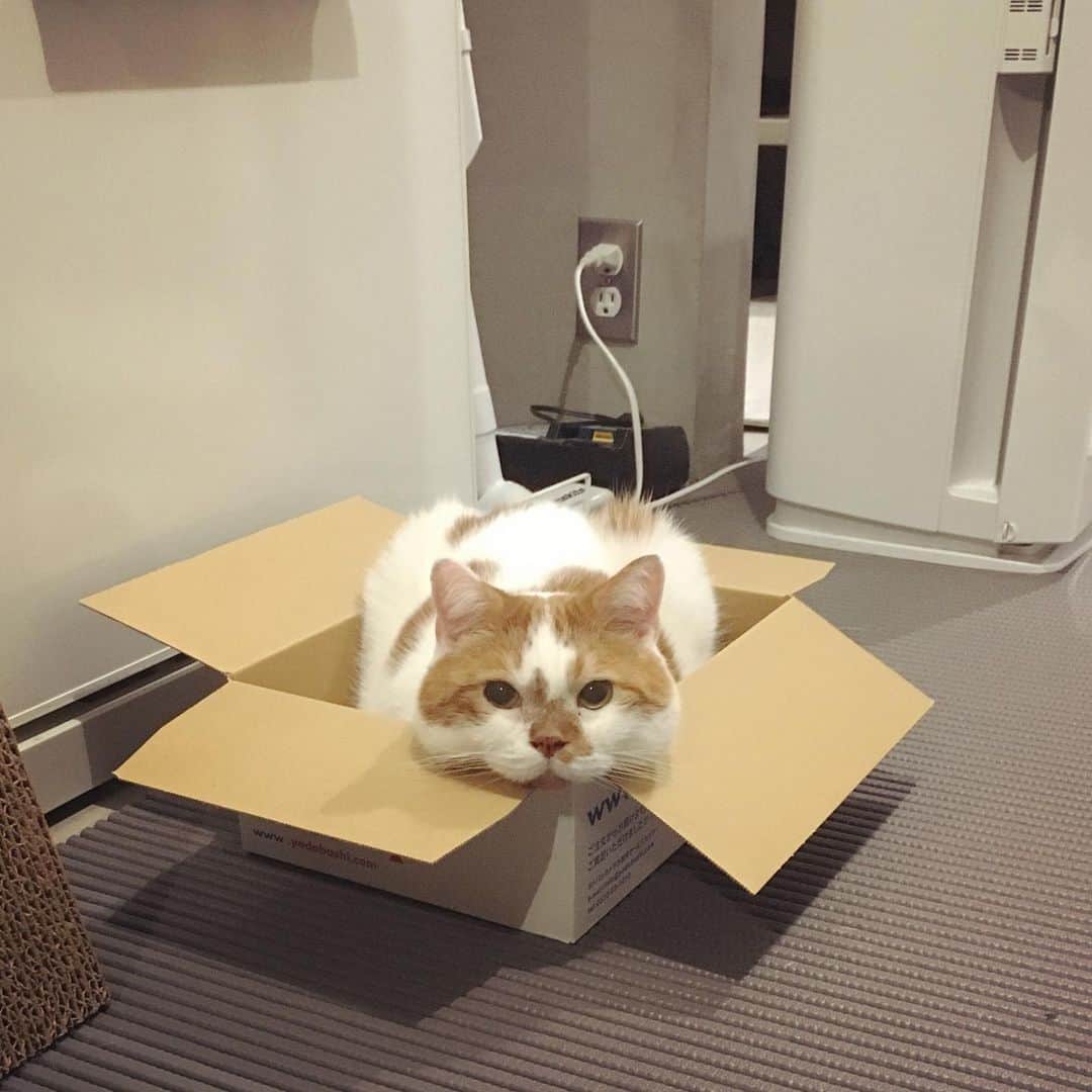 ミツバ&フックのインスタグラム：「見つめられた #ilovecat」