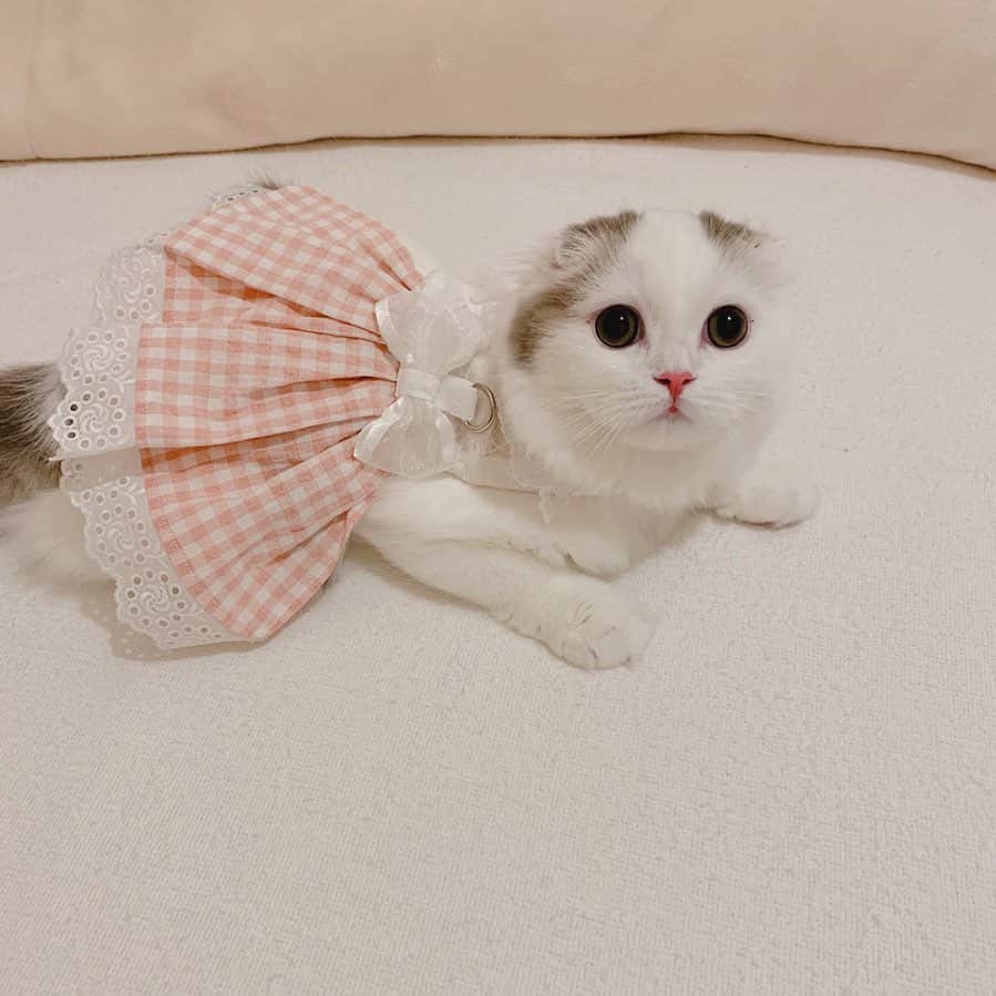のんたのインスタグラム：「もうすぐ避妊手術が待っているぱんちゃん。 術後服の練習をかねてハーネスを着せてみました。 最初は大暴れだったけど次第に落ち着き、かわいいかわいいの嵐💕 毎日少しずつ練習していこうと思います。 ・ #scottishfold #catstagram_japan #catsofinstagram #cats_of_instagram#catoftheday #ilovemycat #bestmeow #catlover #cutecat #kittensofinstagram #cute #スコティッシュフォールド」