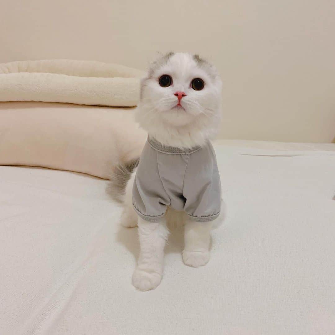 のんたのインスタグラム：「こちらはTシャツタイプのお洋服 ぼーちゃんが避妊手術を受けた時に買ったものの、一度も着ることがないまま保管していました。それが今のぱんちゃんにぴったりサイズ！ 背中にはなぜかBrooklynと書かれています😅(4,5枚目) ハーネスよりもTシャツのほうが落ち着くようです。 ・ #scottishfold #catstagram_japan #catsofinstagram #cats_of_instagram#catoftheday #ilovemycat #bestmeow #catlover #cutecat #kittensofinstagram #cute #スコティッシュフォールド」