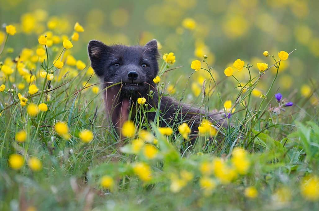 National Geographic Creativeさんのインスタグラム写真 - (National Geographic CreativeInstagram)「Photo by @haarbergphoto | An Arctic fox chews on grass among yellow wildflowers in Hornstrandir, Iceland. #ArcticFox #Iceland #Wildflower」8月20日 23時43分 - natgeointhefield