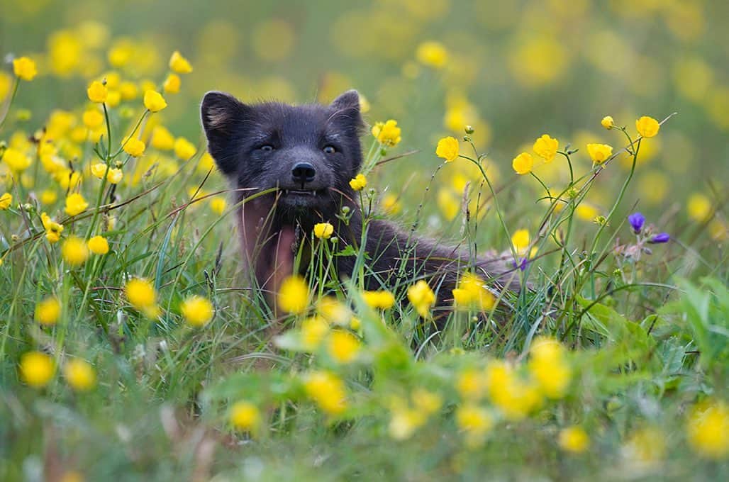 National Geographic Creativeのインスタグラム