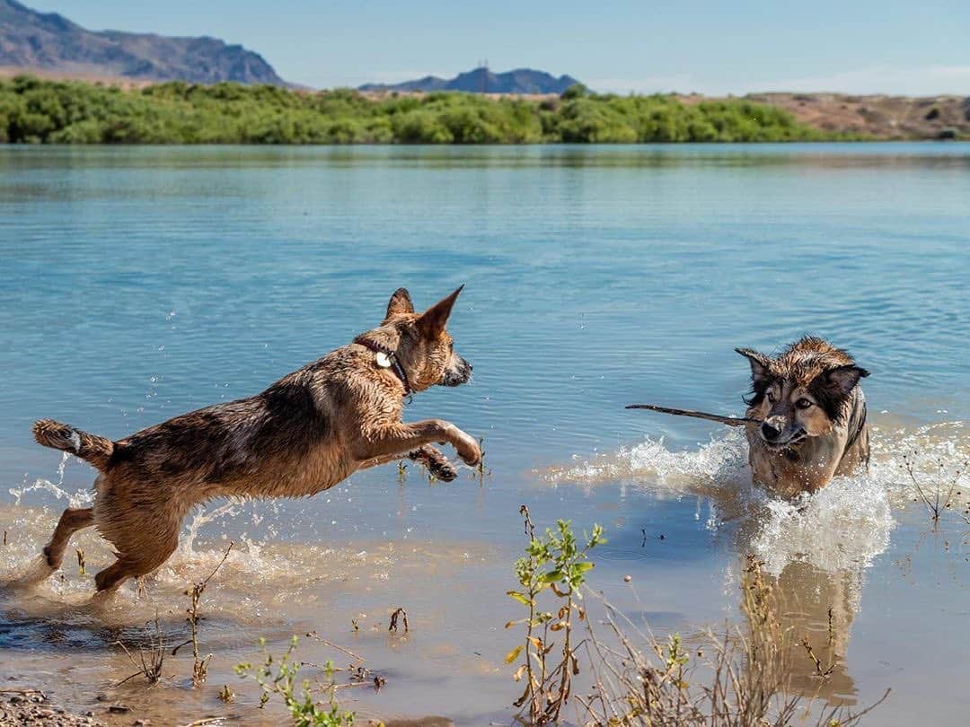 エディー・バウアーさんのインスタグラム写真 - (エディー・バウアーInstagram)「Trail Tip: Nothing is more fun than taking the dogs for a swim. However, pets, especially dogs, are susceptible to harmful and toxic algae because they often swallow water while swimming or retrieving a ball from the water. Health officials say in most cases, there is no need to fear allowing pets to play in bodies of water but have offered the following tips for keeping you and your pet safe:⁣ • Avoid bodies of water that look discolored or have foam on the surface ⁣ • Do not drink or cook with water containing a bloom. Boiling and filtering the water can increase the risk⁣ • Clean with potable water as soon as possible if water contacts skin or pet fur⁣ ⁣ 📷: @the.life.of.nya」8月20日 23時47分 - eddiebauer