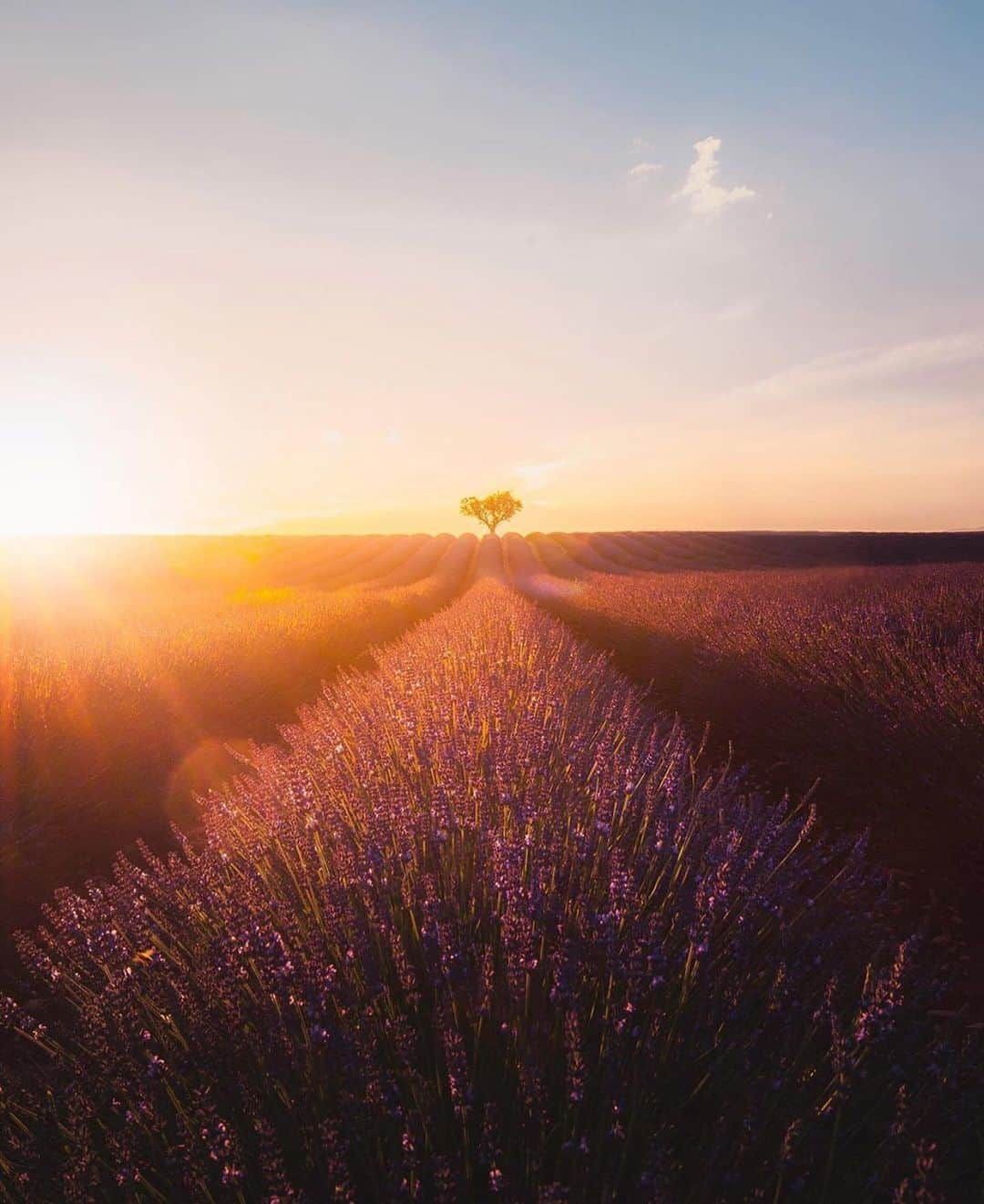 Canon Photographyさんのインスタグラム写真 - (Canon PhotographyInstagram)「Beautiful light in Valensole, France. Photography by @lifewithelliott  #france #goldenhour」8月21日 0時03分 - cpcollectives