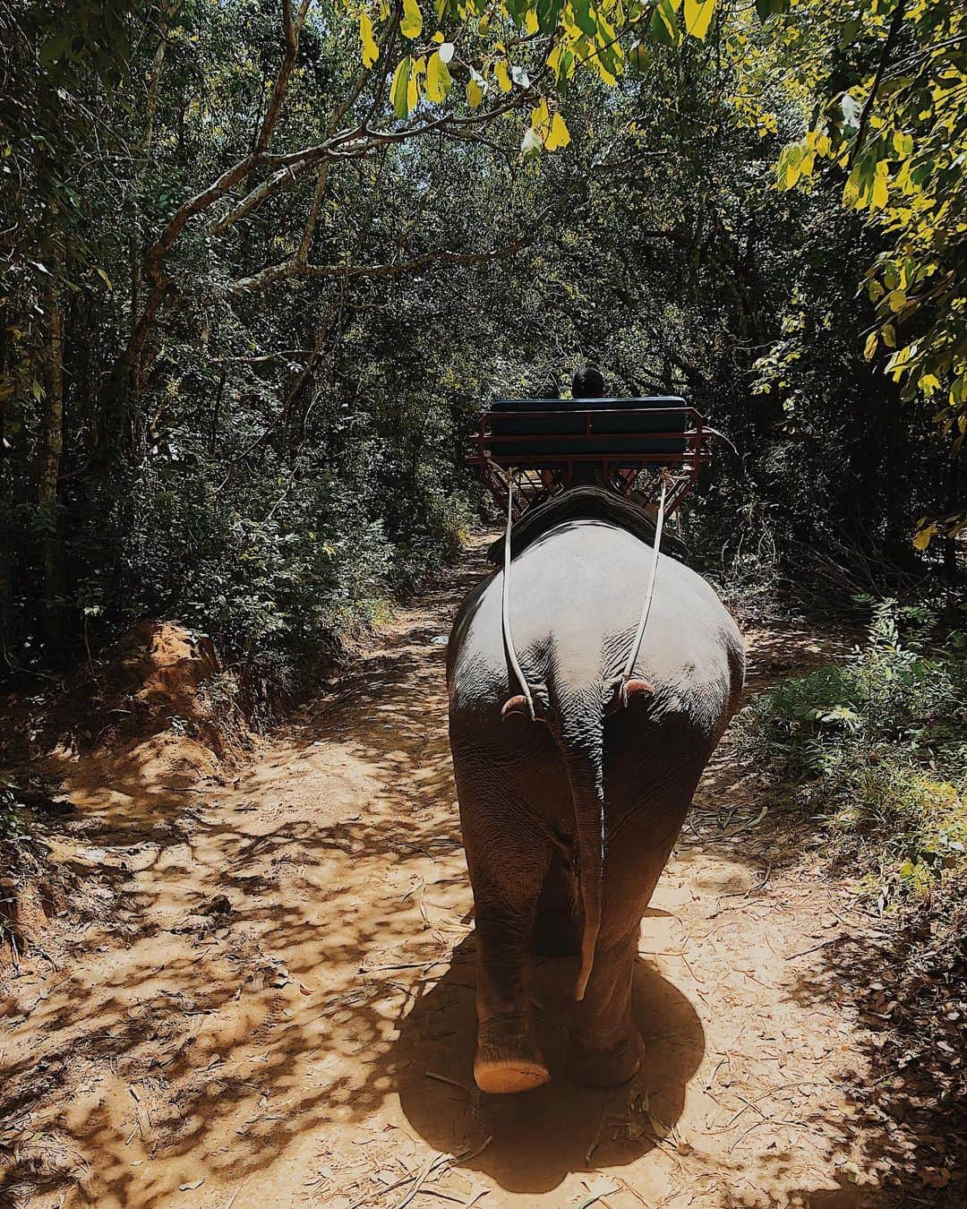 結子さんのインスタグラム写真 - (結子Instagram)「Thailand phuket Elephant🐘  娘の人生初の象乗り🐘💙 . #thailand#trip#travel#family #像の運転手さん#いきなり屋台で飲み物買いだす#揺れ激し目」8月20日 23時56分 - yuiko_yyy