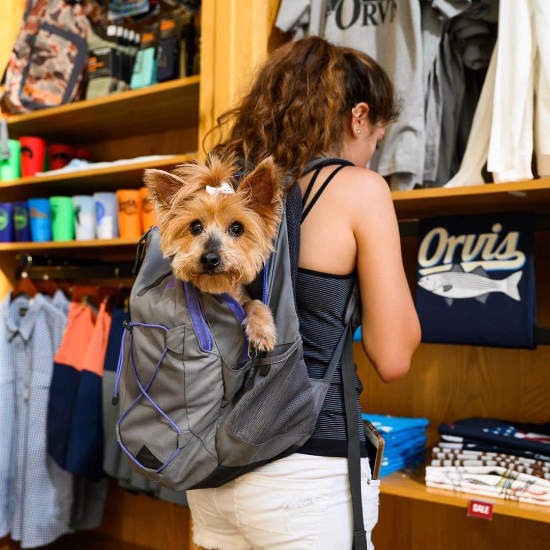 The Dogistさんのインスタグラム写真 - (The DogistInstagram)「We had a great time celebrating the #adoptarover winner at @orvis! Special thanks to dogs Blue, Jefferson, Mia, Hank, Hank, Kobe & Simon and the lucky Defender winner, Jimmy for making it a really fun night! Be sure to check out @Orvis robust line of dog offerings. #sponsored」8月20日 23時57分 - thedogist