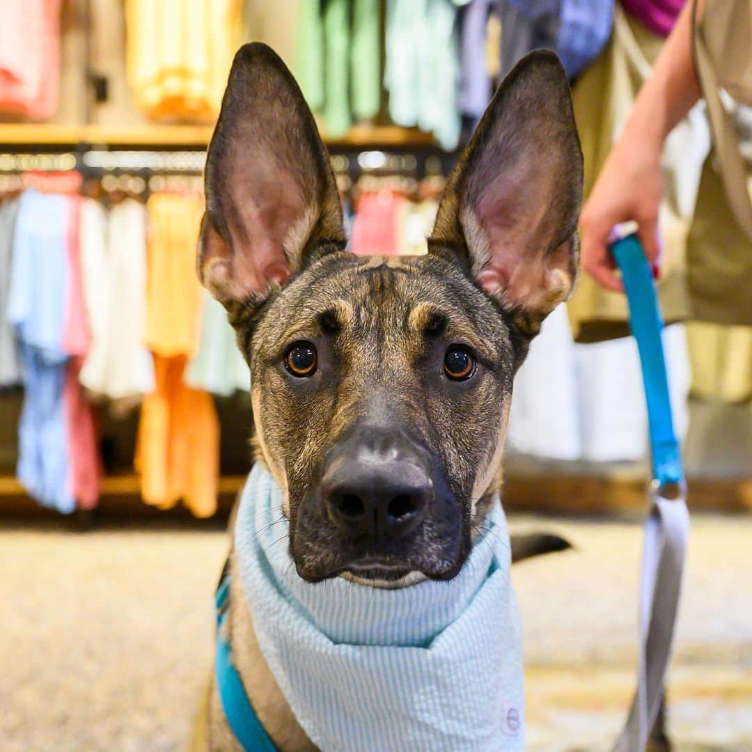 The Dogistさんのインスタグラム写真 - (The DogistInstagram)「We had a great time celebrating the #adoptarover winner at @orvis! Special thanks to dogs Blue, Jefferson, Mia, Hank, Hank, Kobe & Simon and the lucky Defender winner, Jimmy for making it a really fun night! Be sure to check out @Orvis robust line of dog offerings. #sponsored」8月20日 23時57分 - thedogist