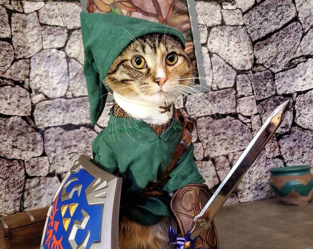 猫コスプレさんのインスタグラム写真 - (猫コスプレInstagram)「"Oh and don't forget... Fate of Hyrule? That rests on your shoulders. Don't let everyone down!" #LegendofZelda #link . . . . . . . #loz #legendofzeldacosplay #lozcosplay #twilightprincess #nintendo #nintendocosplay #videogamecosplay #videogames #cosplay #catsinclothes #catarmor #catcosplay #catcostume #petclothes #petcostumes #cosplay #bestcat #mastersword #humor #funny #funnycats」8月21日 0時03分 - cat_cosplay