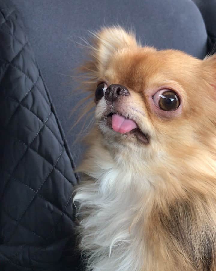 kayoのインスタグラム：「* * シャカシャカ滑って こっちに来れない くーちゃん😂 * * kulio💗 * * #chihuahua#chihuahualove#dogstgram#dog#instadog#チワワ#チワワ大好き * *」