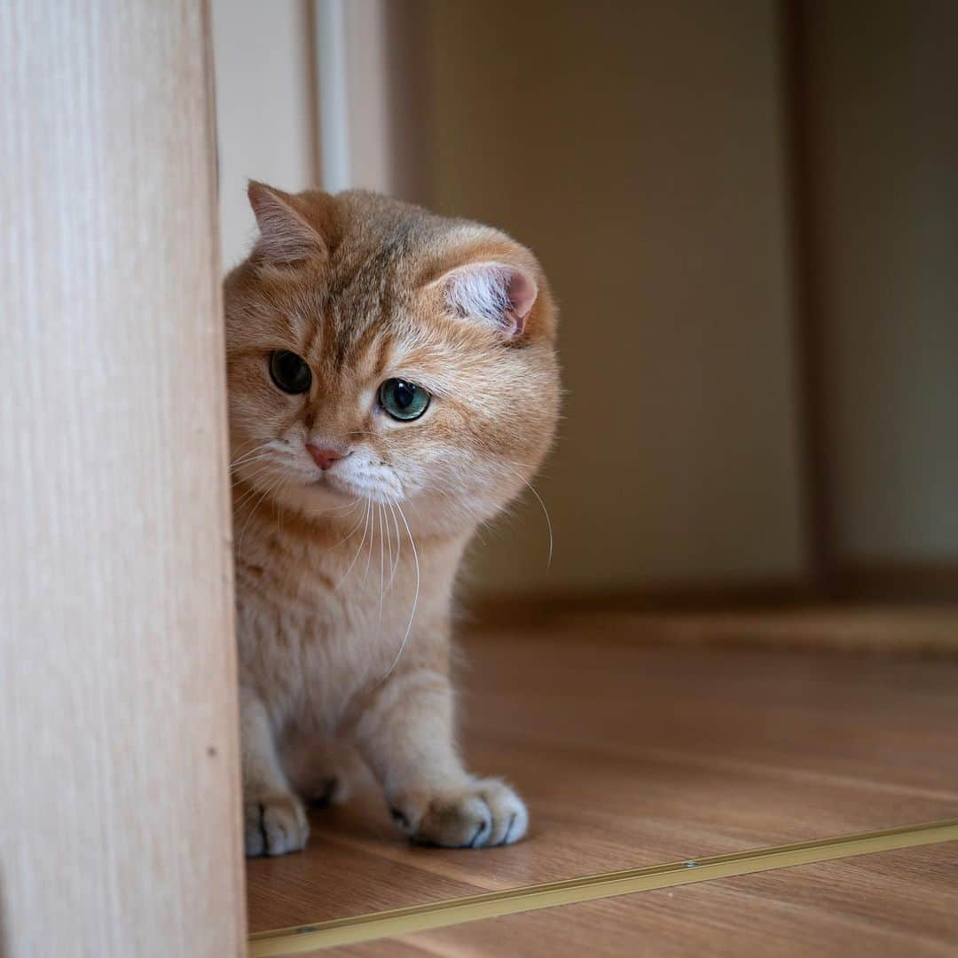 Hosicoさんのインスタグラム写真 - (HosicoInstagram)「What's around the corner? 😯」8月20日 15時40分 - hosico_cat