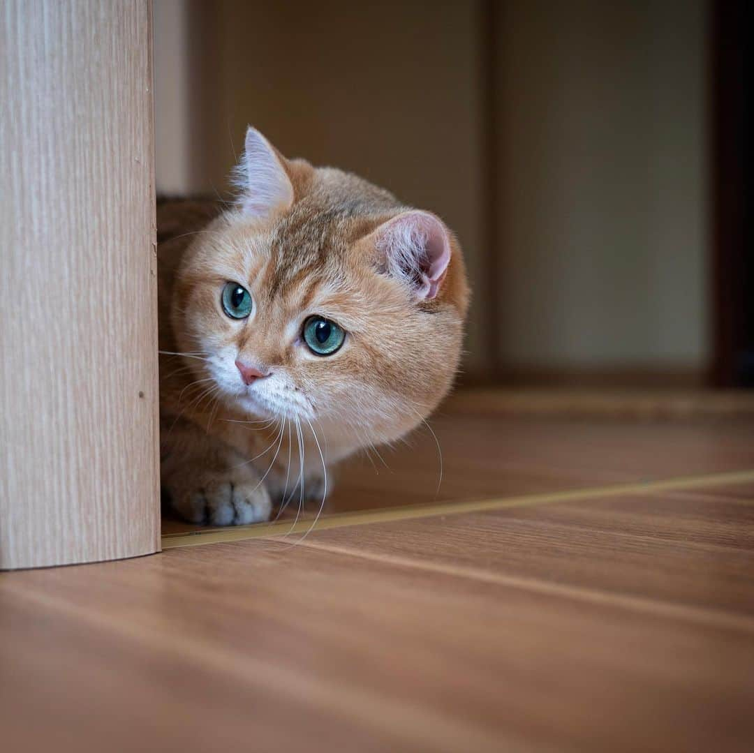 Hosicoさんのインスタグラム写真 - (HosicoInstagram)「What's around the corner? 😯」8月20日 15時40分 - hosico_cat