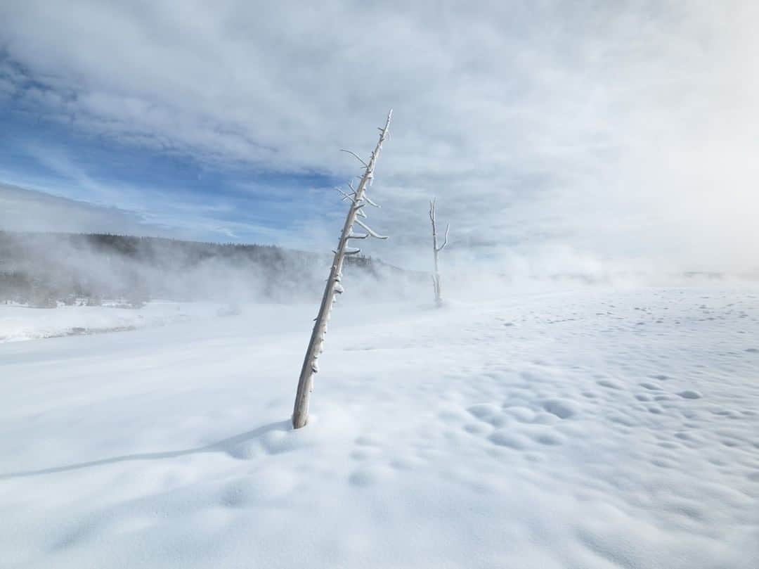 National Geographic Travelさんのインスタグラム写真 - (National Geographic TravelInstagram)「Photo by @michaelclarkphoto | Dead "ghost" trees stand near Old Faithful in Yellowstone National Park on a snowy winter day in Wyoming. #yellowstone #wyoming #ghosttrees #oldfaithful」8月20日 16時02分 - natgeotravel