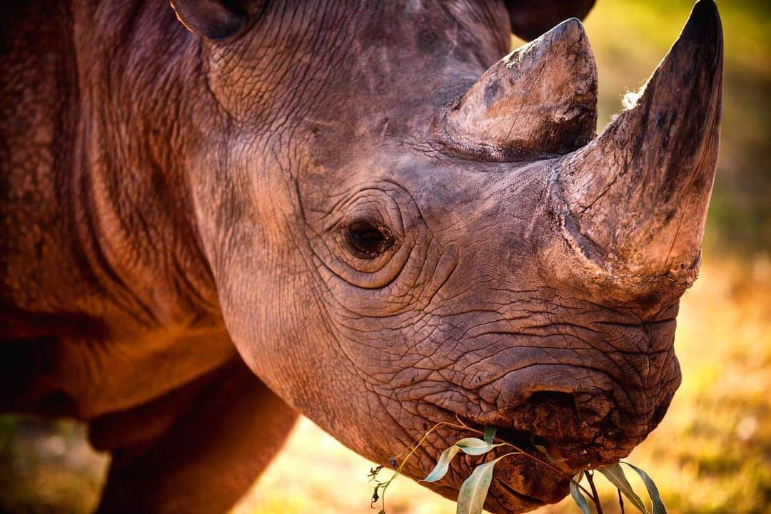 タロンガ動物園さんのインスタグラム写真 - (タロンガ動物園Instagram)「A very important meeting is currently happening in Geneva, Switzerland to help tackle the illegal wildlife trade of endangered wildlife. Taronga’s CEO, Cameron Kerr and Director of Welfare, Conservation and Science, Nick Boyle are attending as advisors to the Australian Government delegation for the Convention of International Trade in Endangered Species of Wild Fauna and Flora (CITES). Most of you would have heard about illegal wildlife trade, and the story was probably about the impact on iconic animals such as elephants, rhinos and tigers. Head over to the Taronga Blog via the link in our bio to find out more about CITES.⠀ ⠀ #forthewild」8月20日 16時07分 - tarongazoo