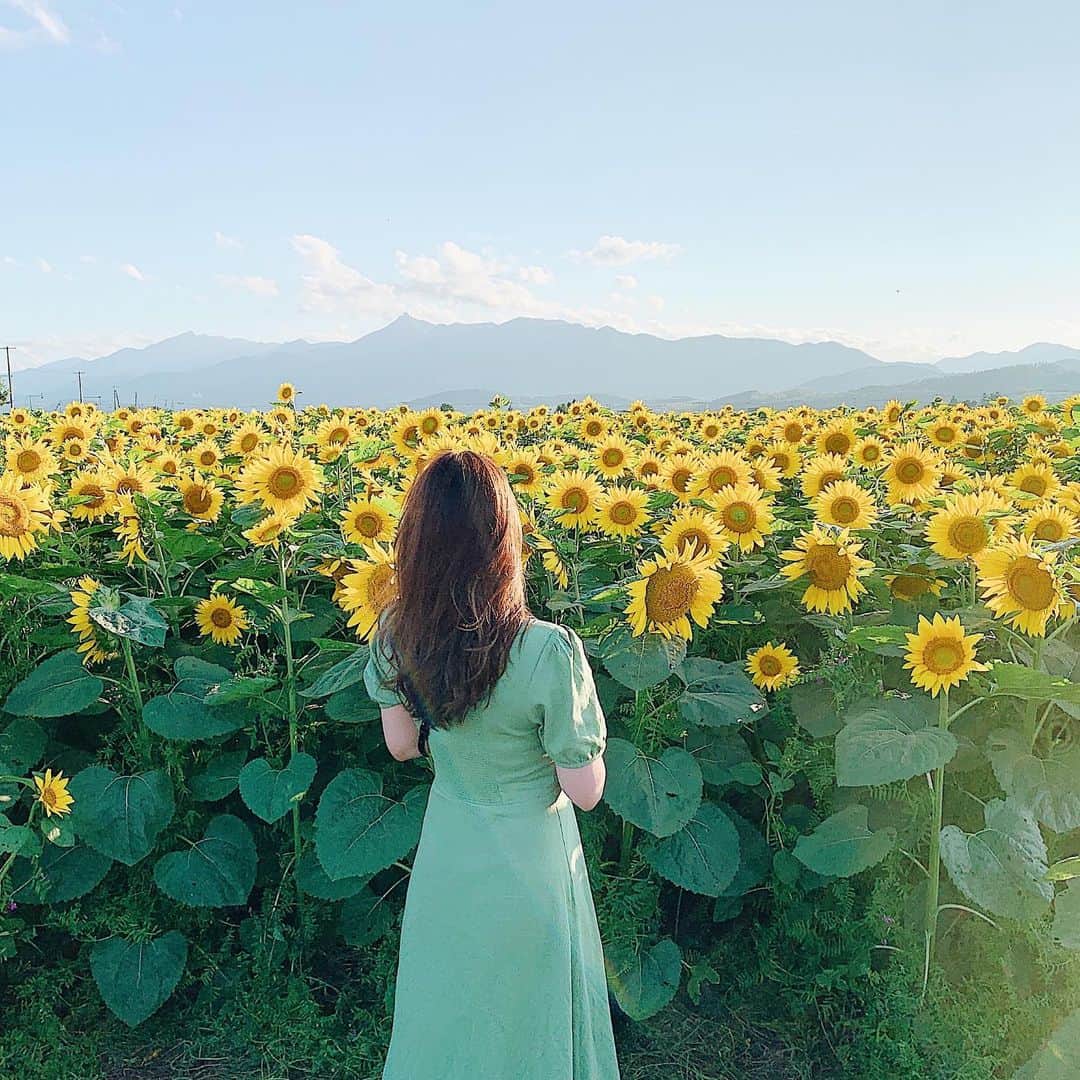 神尾美沙さんのインスタグラム写真 - (神尾美沙Instagram)「🌻﻿ ﻿ お花づくしの富良野周辺！﻿ ﻿ ファーム富田に向かう途中偶然見つけたひまわり畑。﻿ 今まで見た中でも断トツで綺麗に咲いていて、偶然に感謝…💛﻿ ちょうど夕方で、黄色がさらに増してたなぁ🌻﻿ 秦基博さんが飛ぶかなって思ったけど飛ばなかった😊笑﻿ ﻿ ﻿ ファーム富田はもうラベンダーは無かったけど﻿ マリーゴールドやら、たくさん咲いてました！﻿ メロンソフト食べて大満足🍈﻿ ソフトクリームの形がすごい綺麗な💩だった笑﻿ ﻿ ﻿ ﻿ #ひまわり#ひまわり畑#ひまわり畑2019#ファーム富田#とみたメロンハウス#メロンソフト#花畑#北海道#北海道旅行#北海道グルメ#北海道観光#富良野#富良野カフェ#富良野グルメ#富良野観光#japantrip#hokkaidotrip#furano」8月20日 16時10分 - kamiomisa