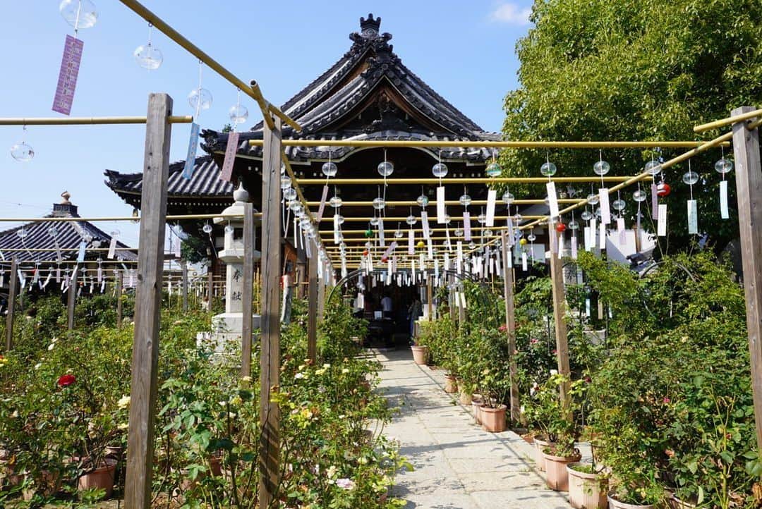 小嶋晶子さんのインスタグラム写真 - (小嶋晶子Instagram)「At Ofusa Kannon Temple which is famous for wind chimes.🎐 #おふさ観音 #風鈴祭り #奈良 #日本 #🇯🇵 #ofusakannon #ofusakannontemple #furin #windbell #windchimes #🎐 #nara #japan」8月20日 16時44分 - kojimamajiko