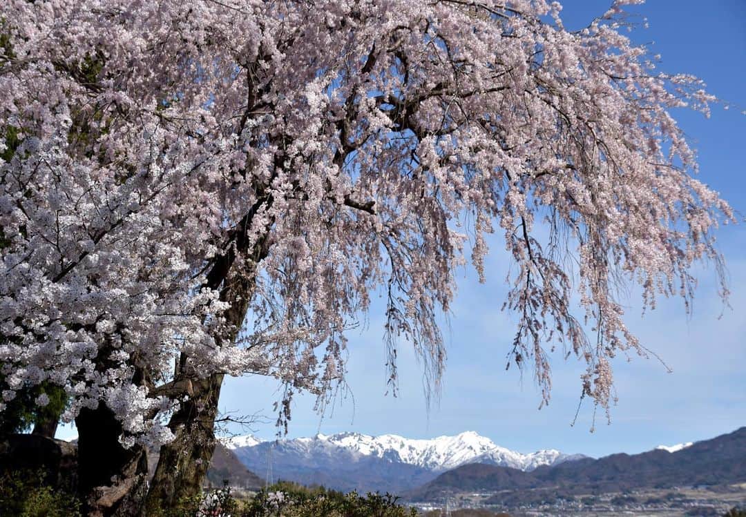 Satoyama推進コンソーシアムさんのインスタグラム写真 - (Satoyama推進コンソーシアムInstagram)「撮影場所：下川田のシダレザクラ⁠⠀ 残雪の谷川岳と青く澄んだ空と共に撮影する一本桜は、カメラマンの人気スポット。⁠⠀ ※Satoyamaフォトコンテスト2019代理投稿作品⠀⁠⠀ ⠀⁠⠀ #jtsatoyama2019⁠⠀ #フォトコンテスト⁠⠀ #フォトコン⠀⁠⠀ #写真⠀⁠⠀ #カメラ⠀⁠⠀ #里山⠀⁠⠀ #里海⠀⁠⠀ #風景⠀⁠⠀ #風景写真⠀⁠⠀ #日本の絶景⠀⁠⠀ #日本の美しい風景⠀⁠⠀ #田舎⠀⁠⠀ #田舎暮らし⠀⁠⠀ #photo⠀⁠⠀ #satoyama⠀⁠⠀ #satoumi⠀⁠⠀ #japan⠀⁠⠀ #landscape⠀⁠⠀ #japan_visit⠀⁠⠀ #Lovers_Nippon⠀⁠⠀ #daily_photo_jpn⠀⁠⠀ #naturephotography⁠⠀ #沼田市⁠⠀ #numatacity⁠⠀ #下川田⁠⠀ #シダレザクラ⁠⠀ #枝垂れ桜⁠⠀ #谷川岳」8月20日 16時50分 - jt.satoyama_consortium