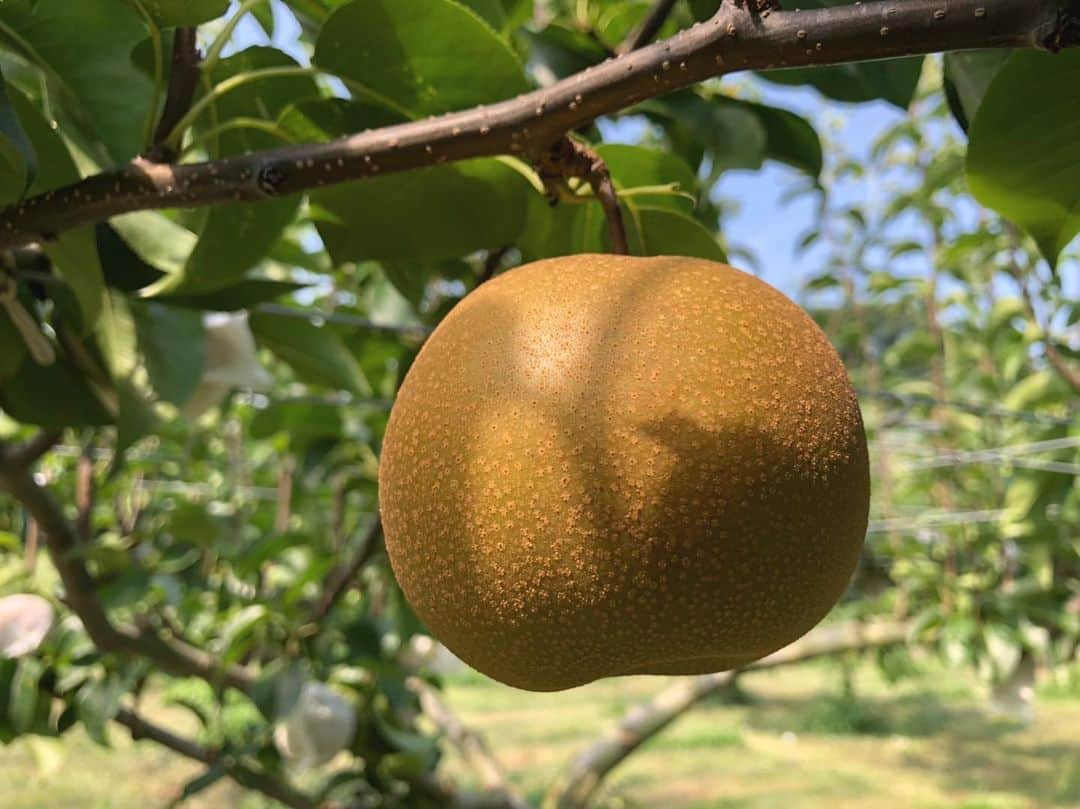 福岡超新鮮野菜/フレラボ薬院店さんのインスタグラム写真 - (福岡超新鮮野菜/フレラボ薬院店Instagram)「🎁農家最高かよキャンペーン🎁  今週のプレゼントは🤩  福岡県産　豊水🍐　 抽選で5名の方に👨‍🌾 みずみずしいとはこの事😆  応募は 1.twitter  AGRIE’Sアカウトフォロー  2.この投稿をリツイート  3.この投稿にコメント  #agries #vegemedia #農家最高かよ  応募期間2019.819~8/23 結果発表2019.8.25」8月20日 16時53分 - todokeru.inc