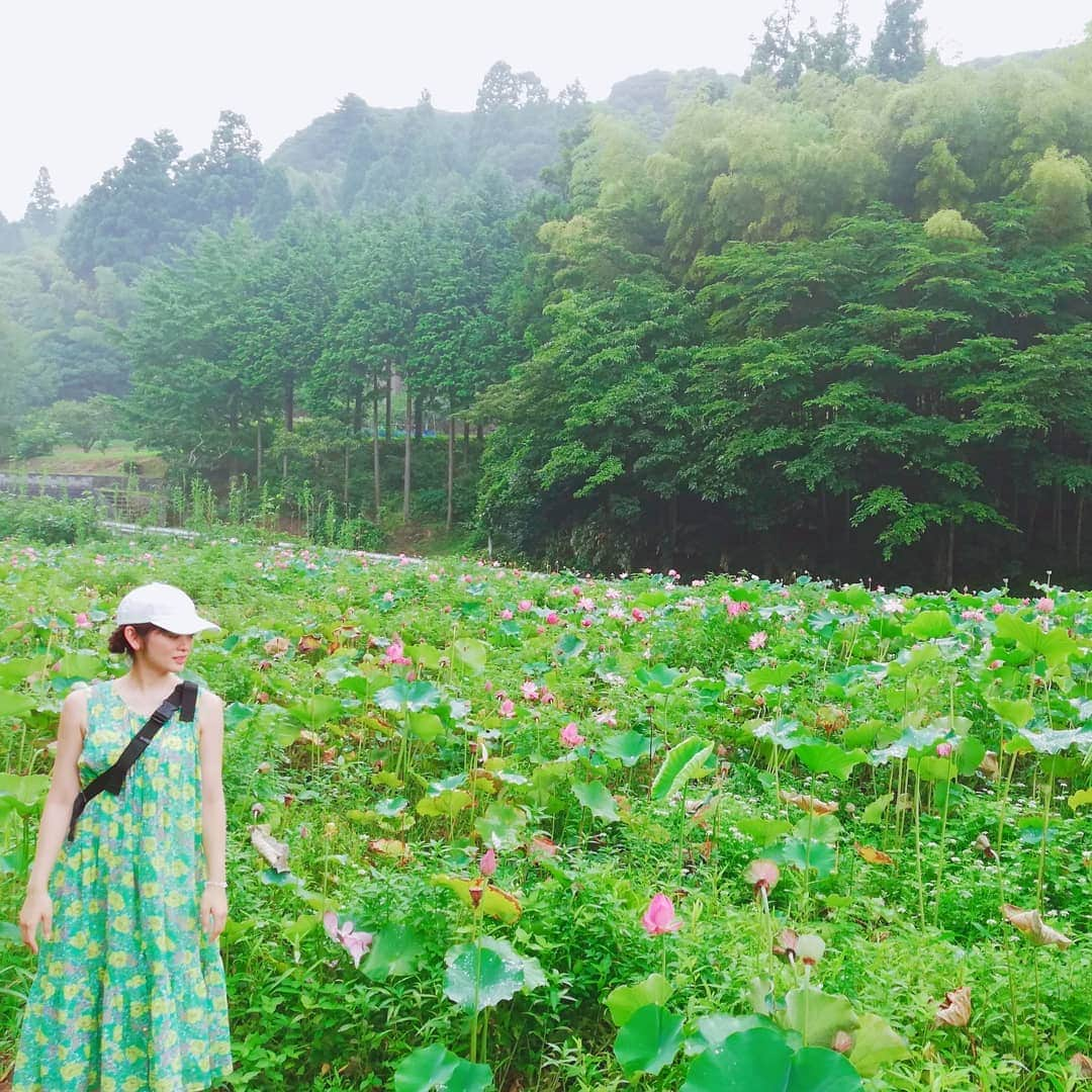 池田裕子さんのインスタグラム写真 - (池田裕子Instagram)「今朝は蓮池に行きました😲 #蓮 #蓮の花 #隠岐の島 #隠岐 #島根 #蓮池 #蓮畑」8月20日 16時56分 - kurimushiyoukan