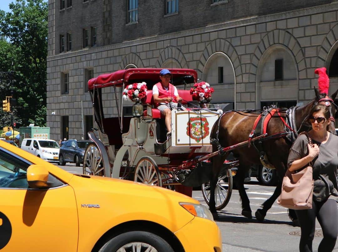 アメリカ大使館さんのインスタグラム写真 - (アメリカ大使館Instagram)「ニューヨーク🗽マンハッタンを歩いていると時々(割と！？)見かける馬車🐴 普通に道路を走っています。 浅草の人力車みたいな感じで、乗って観光することができます🐴 . #us #usa #america #nyc #manhattan #centralpark #hourse #siteseeing #sunnyday #yellowcab #taxi #studyabroad #travel #vacation #アメリカ #留学 #ニューヨーク #旅行 #タクシー #馬車 #人力車 #観光 #マンハッタン #休暇 #散歩 #instaphoto #運転」8月20日 16時58分 - usembassytokyo