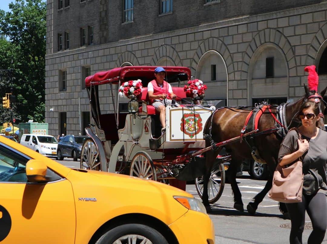 のインスタグラム：「ニューヨーク🗽マンハッタンを歩いていると時々(割と！？)見かける馬車🐴 普通に道路を走っています。 浅草の人力車みたいな感じで、乗って観光することができます🐴 . #us #usa #america #nyc #manhattan #centralpark #hourse #siteseeing #sunnyday #yellowcab #taxi #studyabroad #travel #vacation #アメリカ #留学 #ニューヨーク #旅行 #タクシー #馬車 #人力車 #観光 #マンハッタン #休暇 #散歩 #instaphoto #運転」