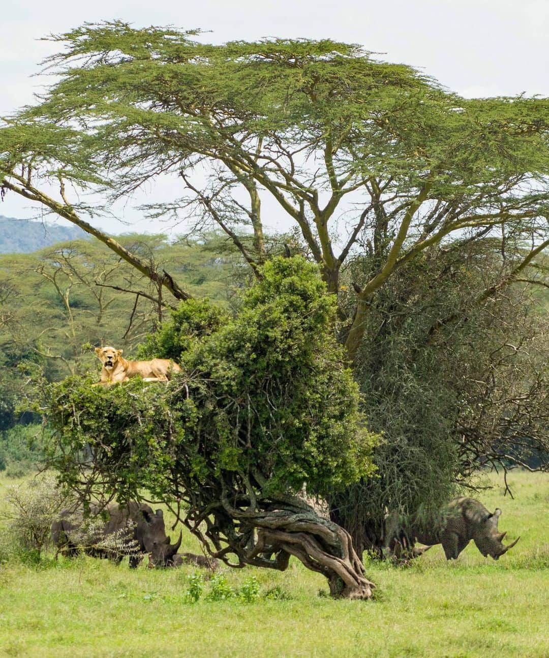 詩歩さんのインスタグラム写真 - (詩歩Instagram)「🦁🦏﻿🇰🇪 ﻿ ﻿ 世界遺産で見る、野生のライオン＆サイ！﻿ Wild lion and rhinos in Lake Nakuru National Park!!﻿ ﻿ ケニアの首都ナイロビから日帰りで訪れた #ナクル湖国立公園 。﻿ ナクル湖を中心に、車で1日かけても周りきれいなほどの大草原（サファリ）が広がってて、﻿ その中を自家用車で走って野生動物を探します🚗﻿ ﻿ 相手は野生動物なので、いつ、どこに現れるかわかりません。﻿ ﻿ 私はナイロビ発の日帰りツアーで訪れたけど、﻿ ツアー会社の車が無線で「ここにライオンが！」「キリンが！」と、連携をとりながら、動物を発見してくれます🦒﻿ ﻿ シマウマやインパラ（小さい鹿みたいなかわいいやつ）は、めちゃたくさんいるので、数百頭レベルでみれます。🦓﻿ ﻿ バッファローは、ずっと見てると角がヅラにしか見えてこないし（笑）、﻿ キリンは、ジラフマナーであれだけみたけどやっぱりデカくてすごい！﻿ ﻿ 木の上でお昼寝中のライオンも見ることができました😍﻿ こうして野生の姿をみると、ああライオンもネコ科なんだなぁ、と実感しました…。﻿ ﻿ 木の下にサイの家族も隠れてるよ🦏🦏🦏﻿ ﻿ 📷﻿ ﻿ 写真はピントずれまくってるんですが、動物も自分の車も動きまくってるので私には難しすぎました😇﻿ 動物のフォトグラファーさん、ほんとすごいや…﻿ ﻿ ﻿ 🇰🇪他のケニア旅の写真はこちら﻿ #shiho_kenya﻿ ﻿ ﻿ 📍ナクル湖国立公園／ケニア　﻿ 📍Lake Nakuru National Park／Kenya﻿ ﻿ ﻿ ﻿ ©詩歩／Shiho」8月20日 17時18分 - shiho_zekkei