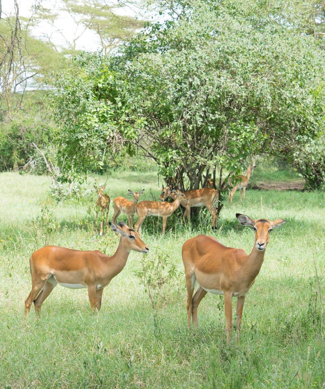 詩歩さんのインスタグラム写真 - (詩歩Instagram)「🦁🦏﻿🇰🇪 ﻿ ﻿ 世界遺産で見る、野生のライオン＆サイ！﻿ Wild lion and rhinos in Lake Nakuru National Park!!﻿ ﻿ ケニアの首都ナイロビから日帰りで訪れた #ナクル湖国立公園 。﻿ ナクル湖を中心に、車で1日かけても周りきれいなほどの大草原（サファリ）が広がってて、﻿ その中を自家用車で走って野生動物を探します🚗﻿ ﻿ 相手は野生動物なので、いつ、どこに現れるかわかりません。﻿ ﻿ 私はナイロビ発の日帰りツアーで訪れたけど、﻿ ツアー会社の車が無線で「ここにライオンが！」「キリンが！」と、連携をとりながら、動物を発見してくれます🦒﻿ ﻿ シマウマやインパラ（小さい鹿みたいなかわいいやつ）は、めちゃたくさんいるので、数百頭レベルでみれます。🦓﻿ ﻿ バッファローは、ずっと見てると角がヅラにしか見えてこないし（笑）、﻿ キリンは、ジラフマナーであれだけみたけどやっぱりデカくてすごい！﻿ ﻿ 木の上でお昼寝中のライオンも見ることができました😍﻿ こうして野生の姿をみると、ああライオンもネコ科なんだなぁ、と実感しました…。﻿ ﻿ 木の下にサイの家族も隠れてるよ🦏🦏🦏﻿ ﻿ 📷﻿ ﻿ 写真はピントずれまくってるんですが、動物も自分の車も動きまくってるので私には難しすぎました😇﻿ 動物のフォトグラファーさん、ほんとすごいや…﻿ ﻿ ﻿ 🇰🇪他のケニア旅の写真はこちら﻿ #shiho_kenya﻿ ﻿ ﻿ 📍ナクル湖国立公園／ケニア　﻿ 📍Lake Nakuru National Park／Kenya﻿ ﻿ ﻿ ﻿ ©詩歩／Shiho」8月20日 17時18分 - shiho_zekkei