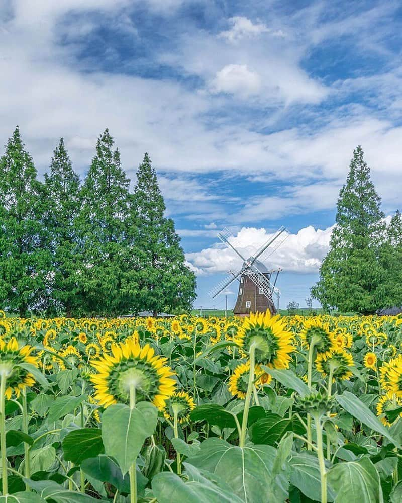 エイチ・アイ・エスさんのインスタグラム写真 - (エイチ・アイ・エスInstagram)「本日の1枚 🚩千葉県 「あけぼの山農業公園」 📸@akkun_photo さん 定番構図です🥺 . あけぼの山では色んな写真が撮れるので大好きです🥺 . 暑さに弱いため無気力です🙈 . 🌐 : Japan / Chiba 📷 : Canon 6D MarkⅡ ＊＊＊＊＊＊ 今までご紹介したお写真を使わせて頂き、 「2019年版！絶景ひまわりスポット9選！」 記事を、弊社メディア「Like the World」にUPし各SNSアカウントでもご紹介させて頂きました✨ ぜひ、プロフィール画面のURLから、ご覧ください💕 @his_japan ＊＊＊＊＊＊ 【#滝のセカイ2019 お写真募集！】 明日8/21(水)より、新シリーズスタート✨ 暑い夏が続きますね😲といことで❗️見ていて涼しくなる滝の写真大募集😳 国内・海外の滝のお写真を、 #滝のセカイ2019 で募集します‼️ お写真お待ちしてます😆 ＊＊＊＊＊＊ 今月の旅の思い出は @his_japanをタグ付け頂き #LW8月の旅 で投稿お待ちしてます😃 (厳選させて頂いたお写真を使わせて頂き弊社メディア「Like the World」で記事をUPさせていただく予定です。)」8月20日 17時46分 - his_japan