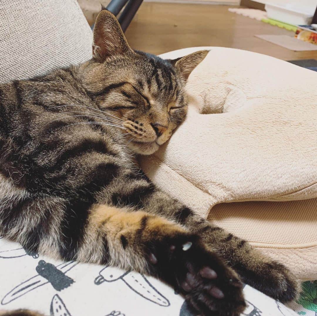 Musashiさんのインスタグラム写真 - (MusashiInstagram)「夕方ムサシさん。見てると眠くなるスヤァの3コマ。Sleepyhead... 😒😑😌💤 #musashi #mck #cat #キジトラ #ムサシさん #ねこすたぐらむ #musashi_the_cat」8月20日 17時54分 - _daisy