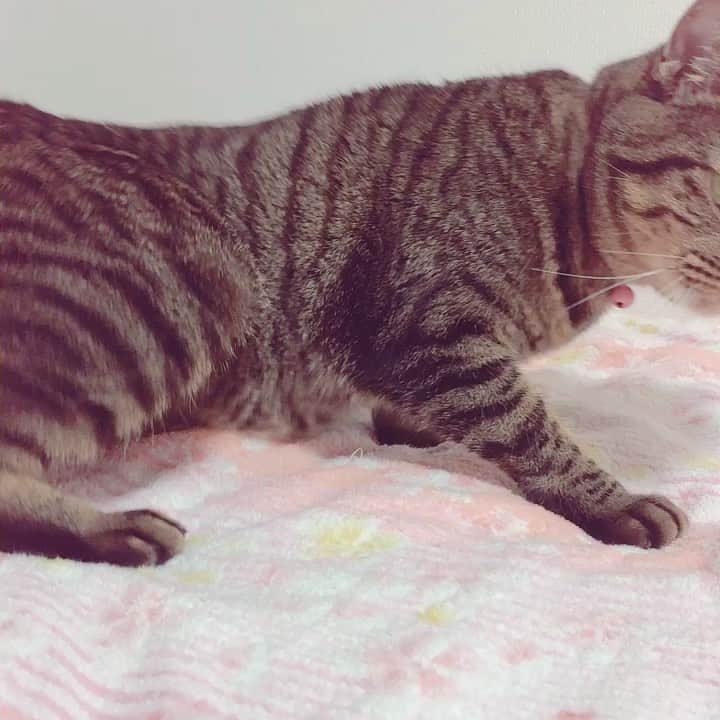安陪恭加のインスタグラム：「もみもみにゃり🐱  #ねこ  #猫  #かわいい  #ペット  #あけみちゃん」