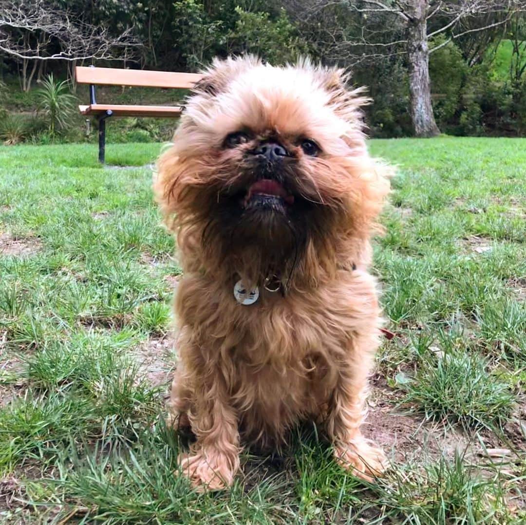 のインスタグラム：「When you go to the park but you don’t want to run, you’d rather have cookies. Alo was chasing his ball though! #overachiever」