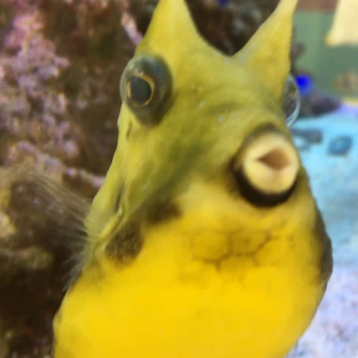 野本かりあのインスタグラム：「残暑お見舞い申し上げます。 #ユニークな子」