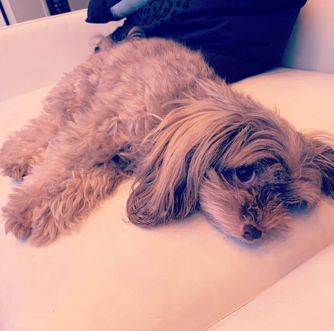 TEEDAさんのインスタグラム写真 - (TEEDAInstagram)「Ciel she likes to chill in the studio... 今日はスタジオでLIVE用の制作！ マッタリーヌでナデテホシーヌの看板犬シエルちゃん。 #backon #teeda #kenji03 #rock #hiphop #jhiphop #rockband #jrockband #rap #jrap #bringthenoise #tokyo #adachi #tattoo #punk #mixture  #lyricist #trackmaker #composer #songwriter #tstar #avex #avexmanagement #anime #anison #animethemesong #tokyojapan #doggy」8月20日 18時40分 - teeda_bo