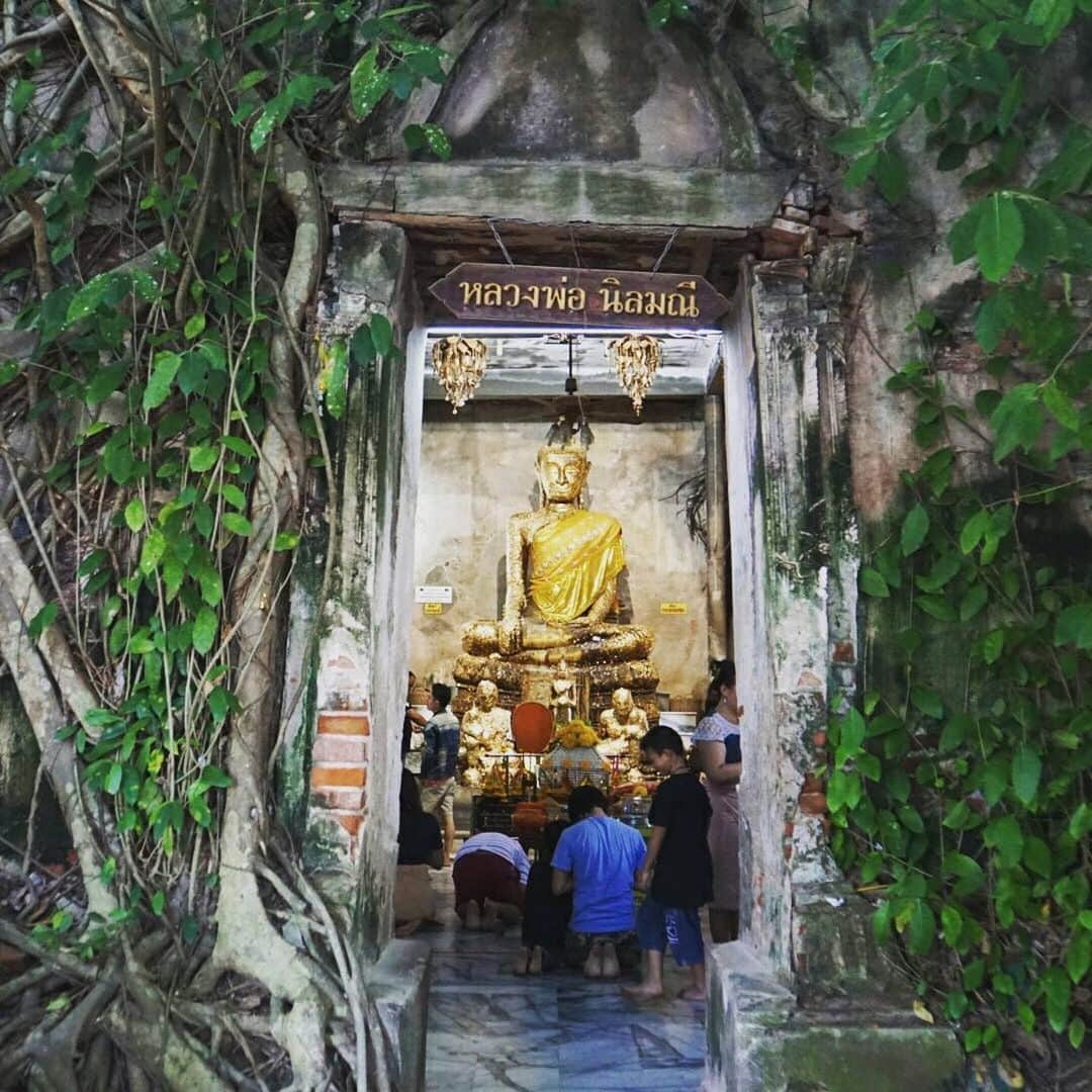 タイ国政府観光庁さんのインスタグラム写真 - (タイ国政府観光庁Instagram)「サワッディー・カー✨﻿ ﻿ 今週の #こんなタイ知らなかった は、サムットソンクラーム県にある寺院「ワット・バーンクン」の一枚📸﻿ ﻿ 本堂は大きな菩提樹に包まれていて、幻想的な姿を魅せてくれます🌳﻿ ﻿ @p.mk52さん、コップン・カー🙏﻿ ﻿ ・・・・・・・﻿ 今まで知らなかったタイの魅力を見つけたら、ハッシュタグ #こんなタイ知らなかった をつけて投稿して下さい！こちらでご紹介させて頂くことがあります。皆さんからの投稿をお待ちしています😊﻿ ﻿ #repost #タイ #サムットソンクラーム #ワットバーンクン #タイ寺院 #お寺巡り #仏像 #菩提樹 #こんなタイ知らなかった #もっと知りタイ #タイ旅行 #旅好きな人と繋がりたい #旅行好きな人と繋がりたい #海外旅行 #フォトジェニック #thailand #samutsongkhram #watbangkung #temple #amazingthailand #thailandtravel #thailandtrip #thai #thaistagram #lovethailand #localexperience #thainess #12hiddengems」8月20日 18時45分 - amazingthailandjp